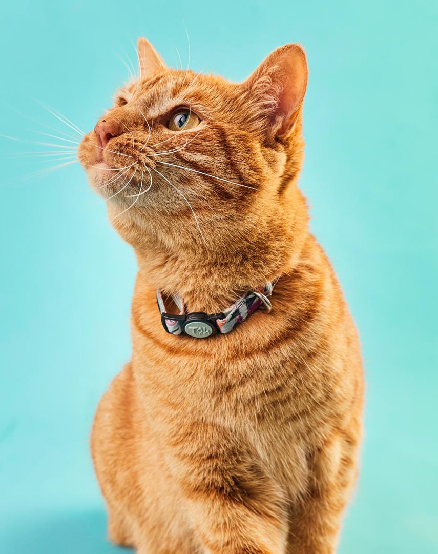 Coleira de Gato Trancoso