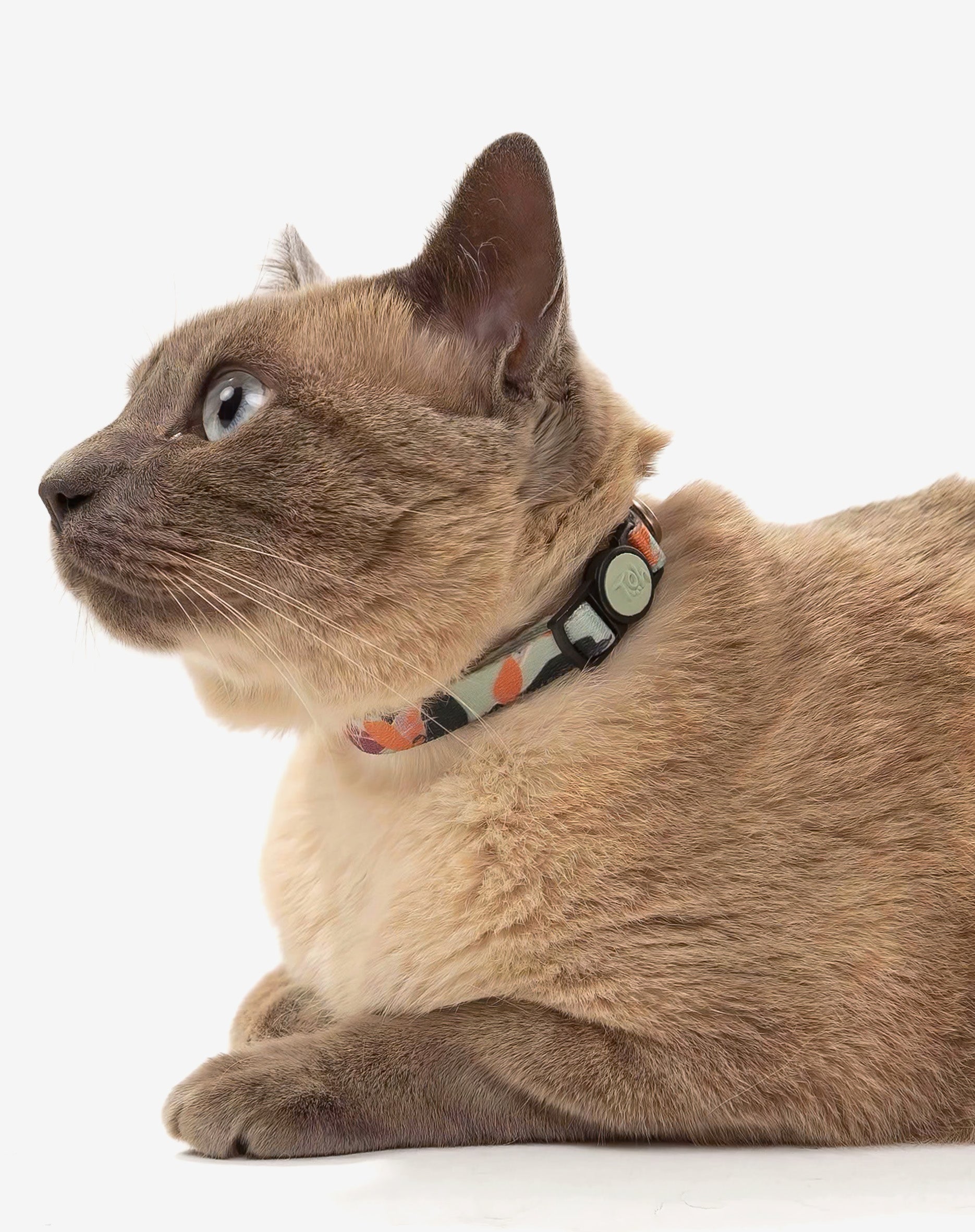 Coleira de Gato Trancoso