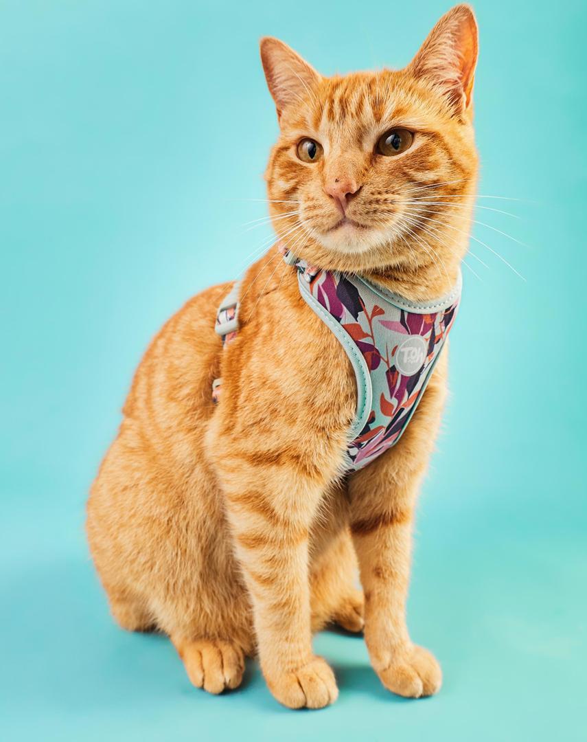 Conjunto Peitoral Neocomfy e Guia para Gatos Trancoso